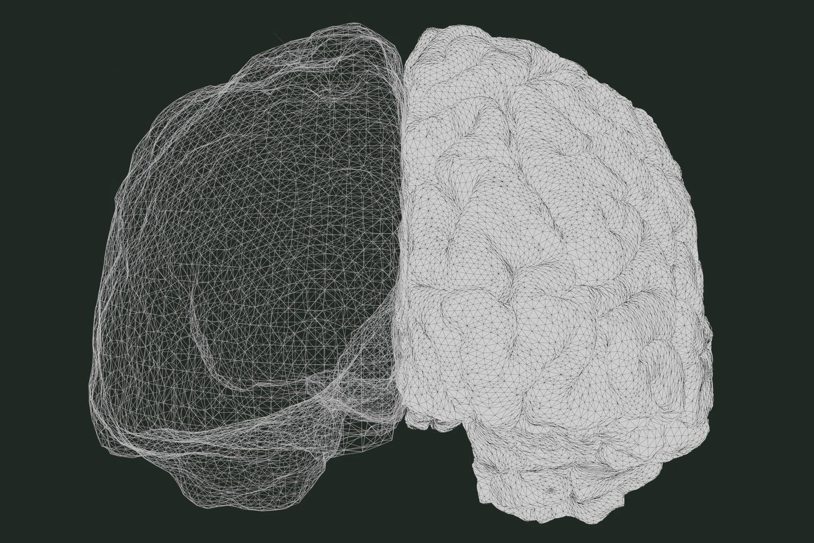 A brain rendered as two halves, one an open wireframe mesh and one a solid surface
